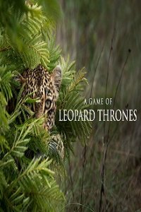 Game of Leopard Thrones – Die Königin der Leoparden Cover, Stream, TV-Serie Game of Leopard Thrones – Die Königin der Leoparden